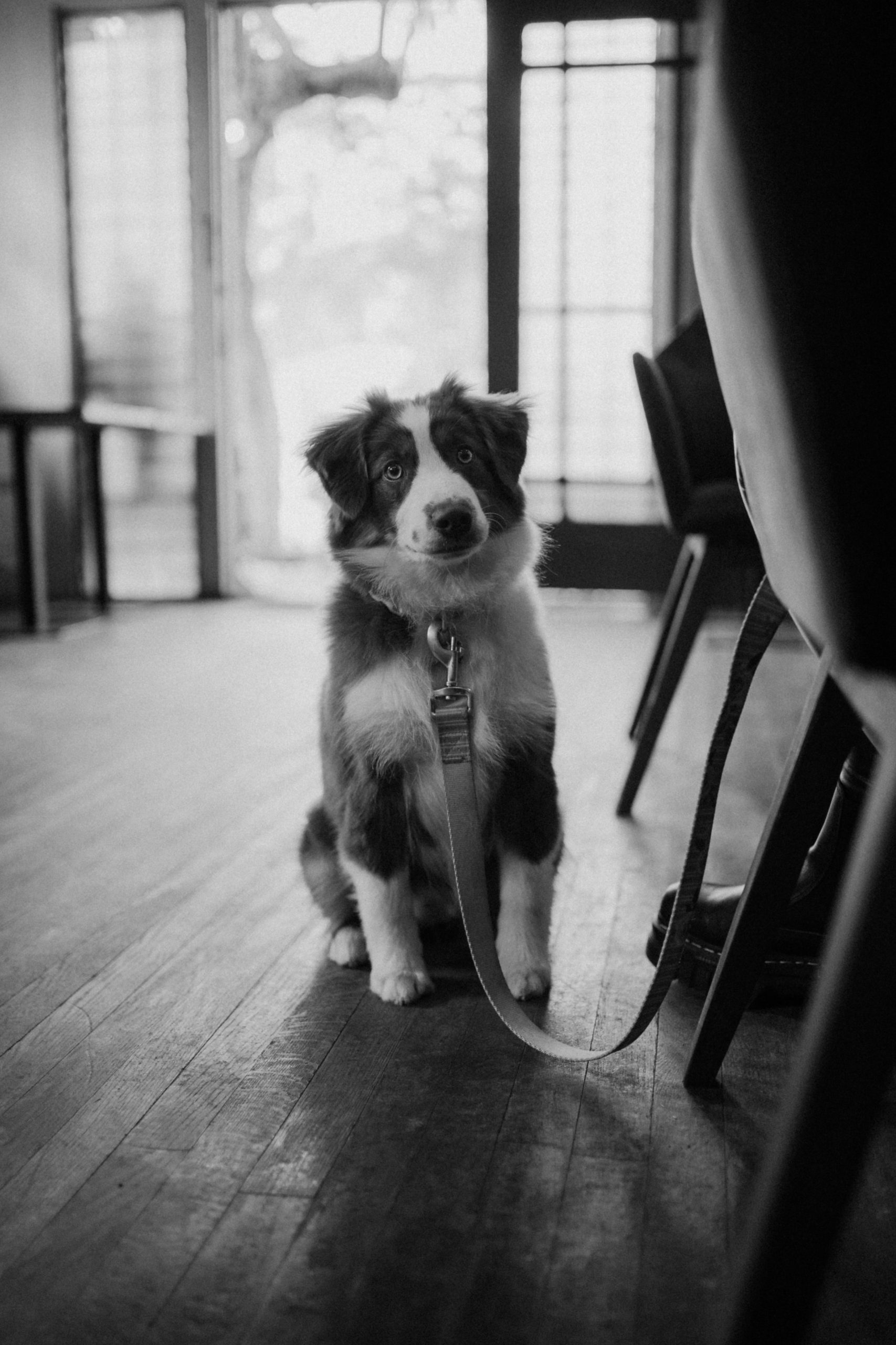 NATIVA — Lightroom presets for pet photography