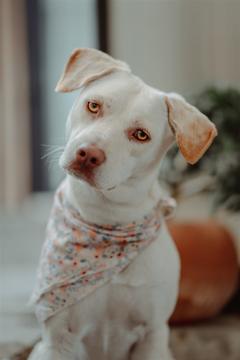 With Canaria preset