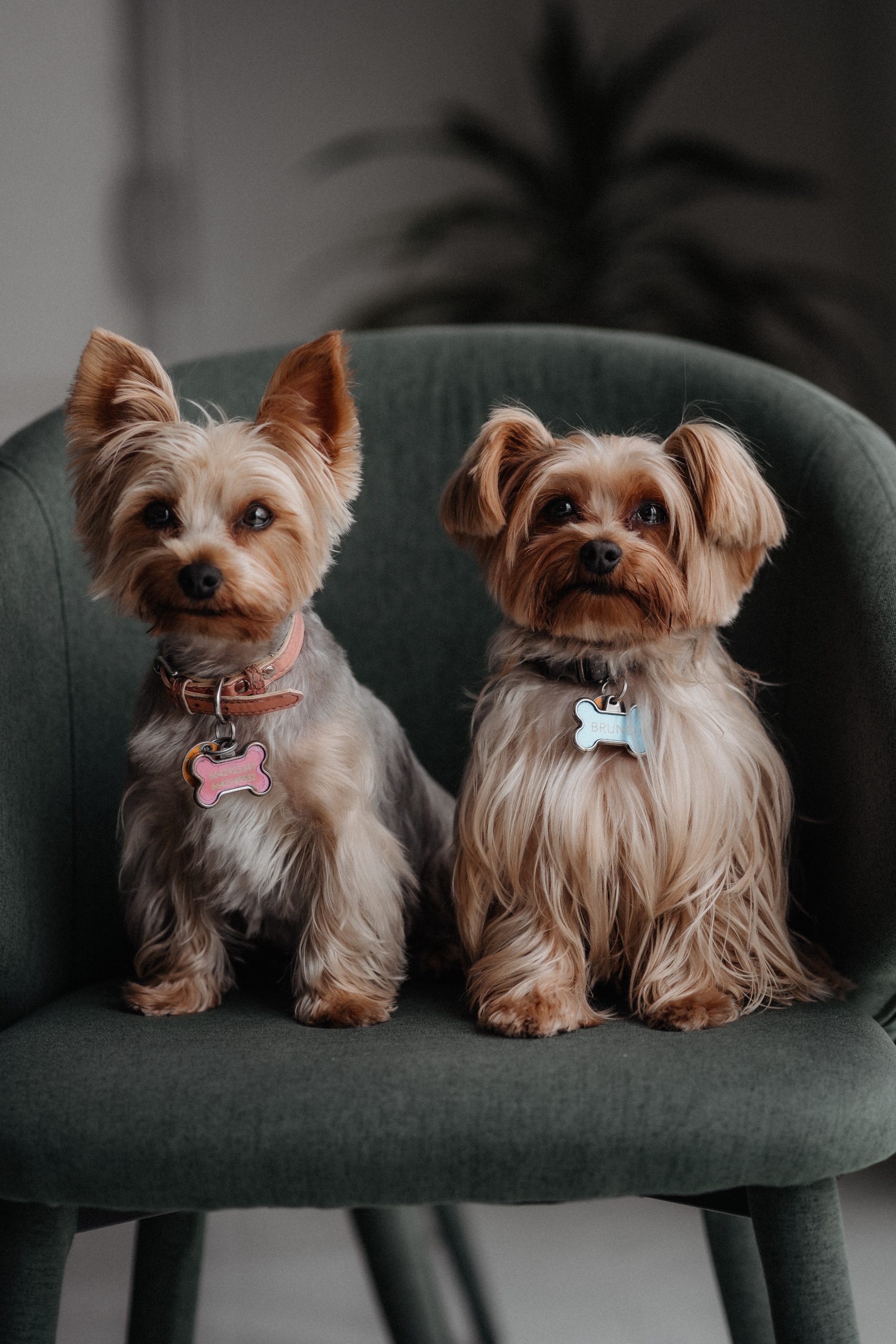 URBANA — Lightroom presets for pet photography